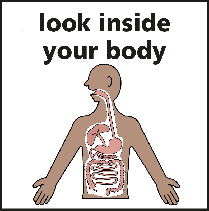 An illustration showing internal organs in an outline of the body